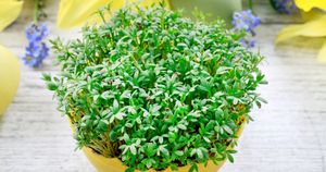 Masz pomysł jak zapisać nazwę tego warzywa?