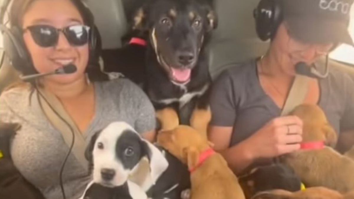 Wolontariuszki uratowały 27 szczeniaków