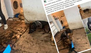 Oblewał psa domestosem. Chciał w ten sposób "ukarać" partnerkę