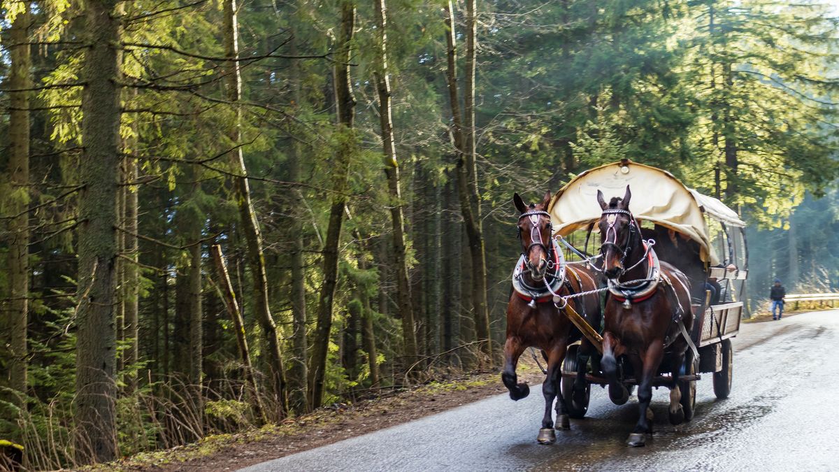 Horse-drawn cart with tourists on the way to Morskie Oko.  people move to Lake Morskie Oko moved by ecological horse-drawn carriage in Polish National Reserve in Tatras
Horse-drawn cart with tourists on the way to Morskie Oko.  people move to Lake Morskie Oko moved by ecological horse-drawn carriage in Polish National Reserve in Tatry
photo_Pawel