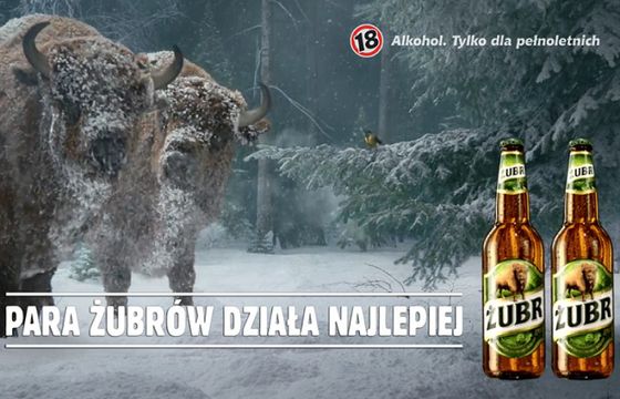 Para żubrów pomaga sikorce w zimowej reklamie piwa Żubr (wideo)