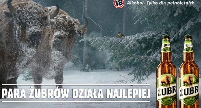 Para żubrów pomaga sikorce w zimowej reklamie piwa Żubr (wideo)