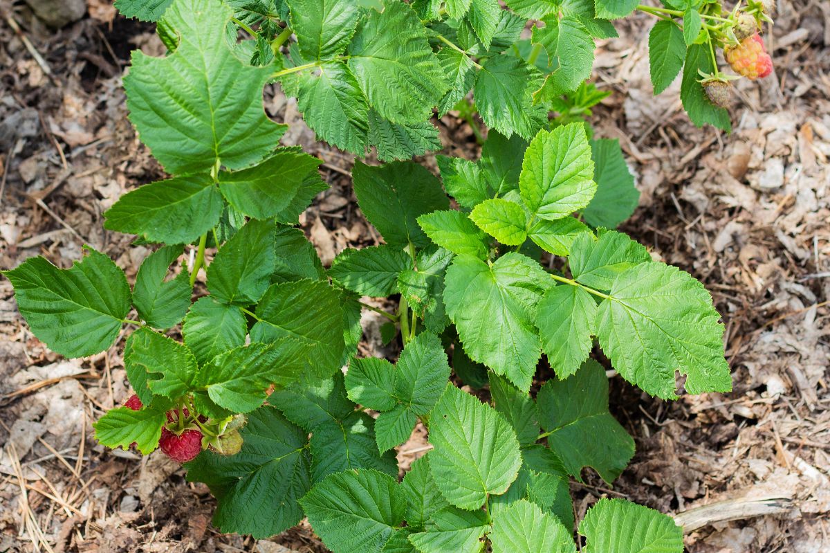 Enjoy a bountiful raspberry harvest with fall mulching techniques