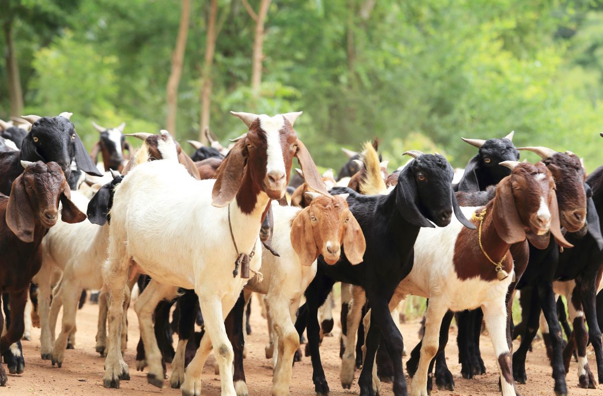 Russia tightens bond with North Korea, sends goats to aid hunger