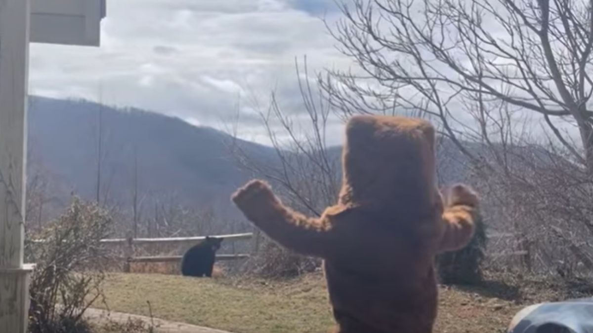 Chciał odstraszyć niedźwiedzia, więc założył specjalny kostium