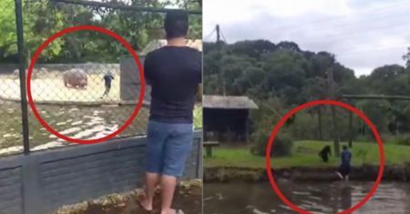 Niecodzienne sceny w brazylijskim zoo. Wskoczył do stawu z hipopotamami