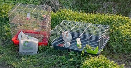 Dwie klatki na polu. "Komuś znudziły się zwierzęta?"
