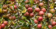 Środek listopada, a jabłka wciąż na drzewach. "Przetrzymywanie mija się z celem"