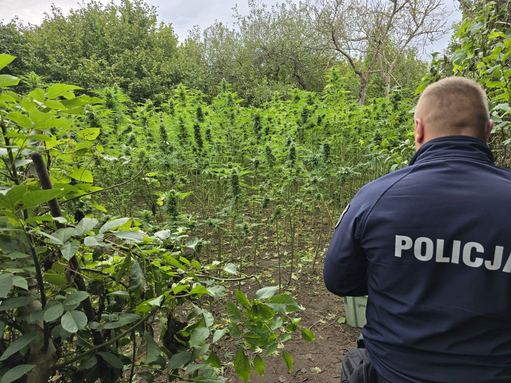 Starachowice: Dwie plantacje i czterdzieści kilogramów narkotyków w rękach policji