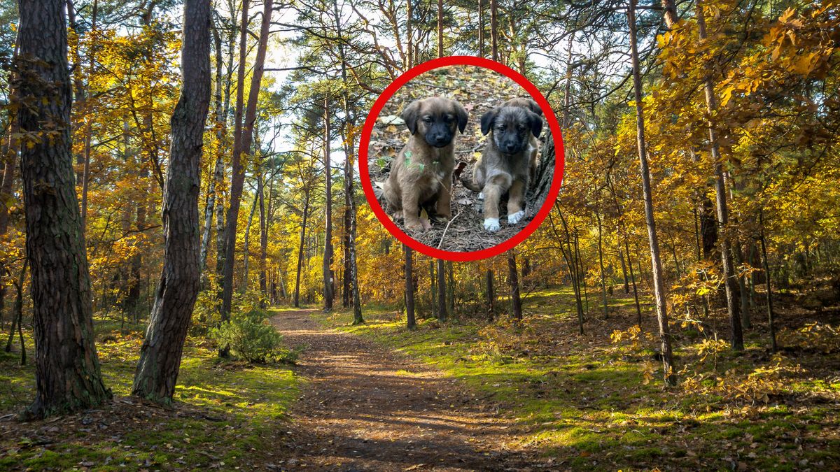 Policjanci zatrzymali 72-latkę. To ona porzuciła szczeniaki.