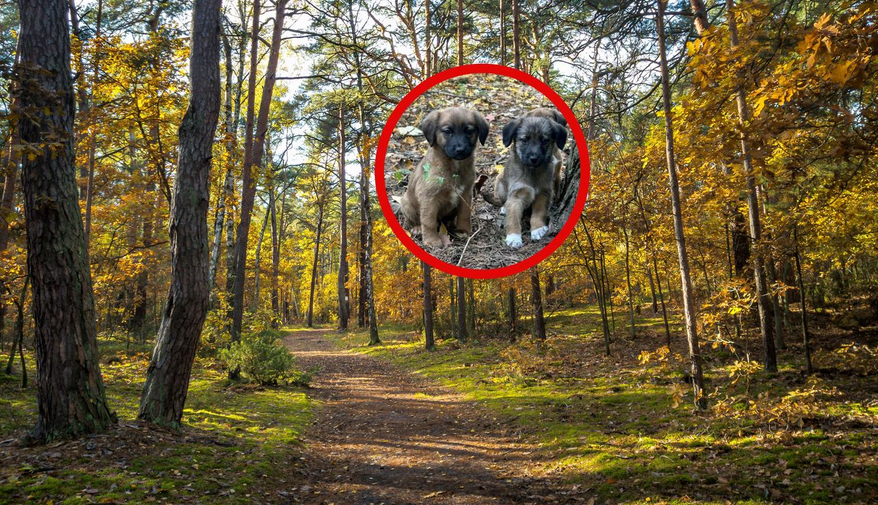 Takie odkrycie w lesie. 72-latka szybko wpadła. Skandal