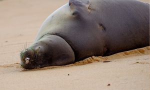 Włochy. Turyści dręczą rzadką fokę. Ekspert alarmuje