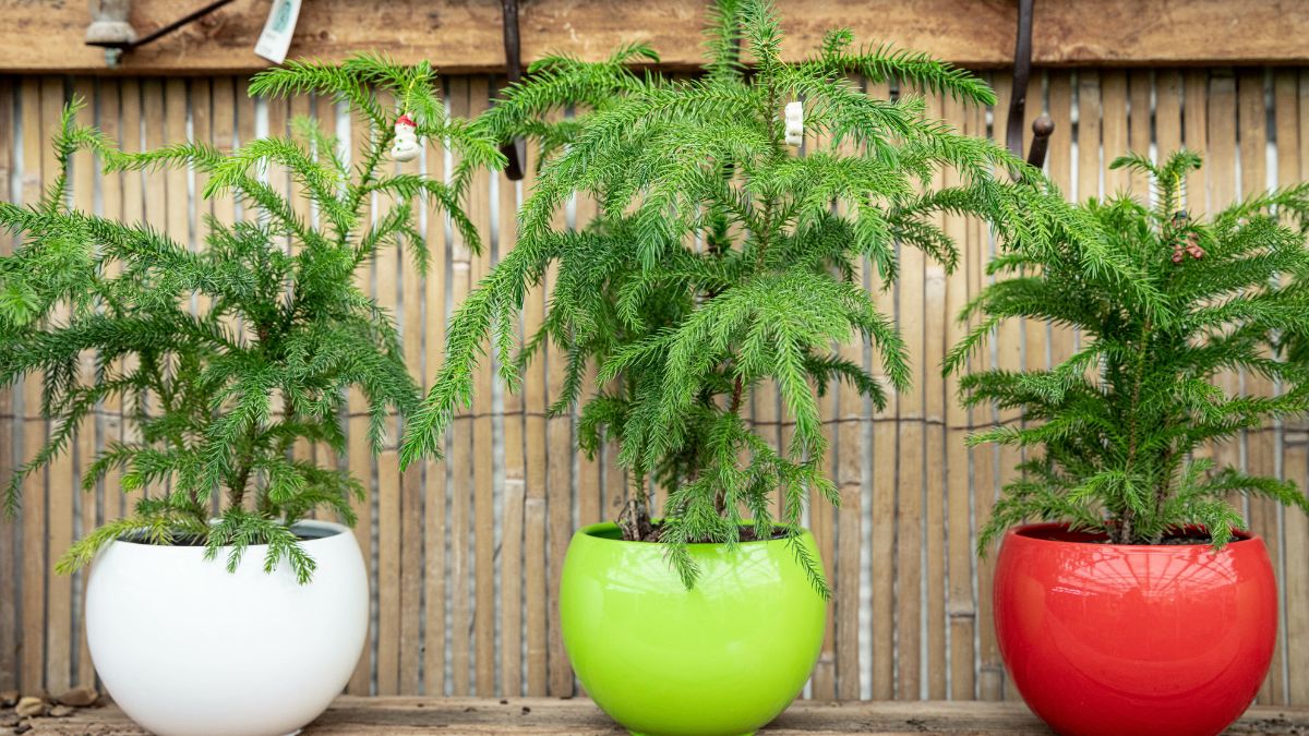 Drzewko, które można uprawiać w domu.