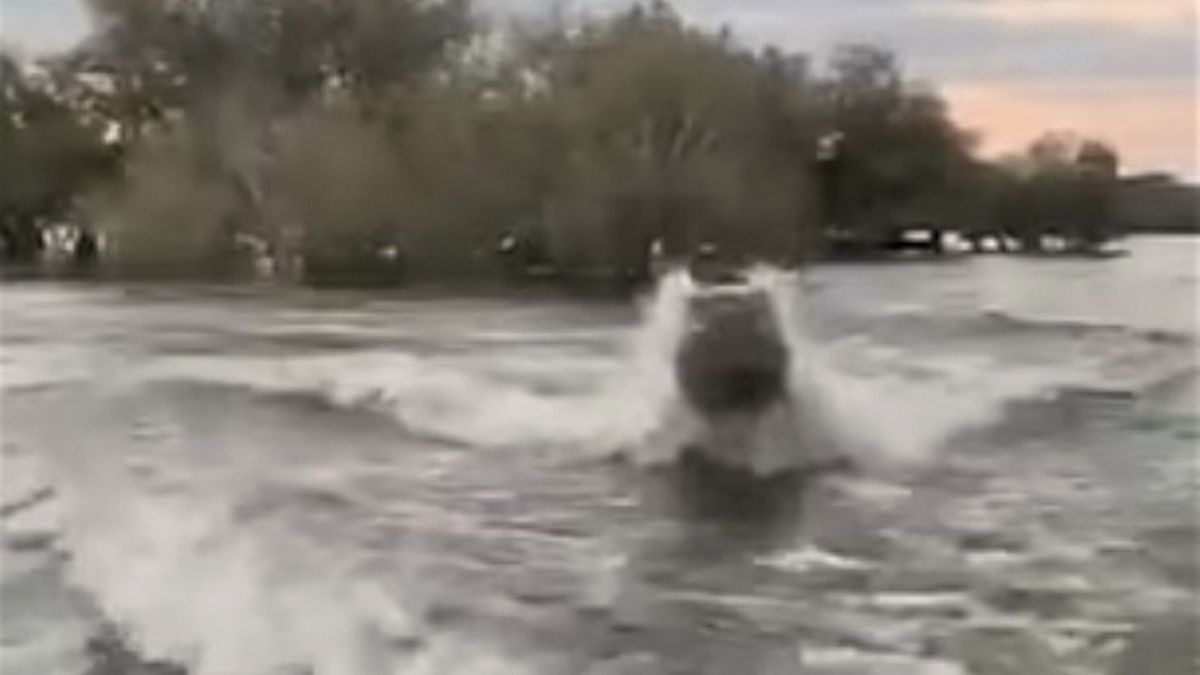 Hipopotam zaczął gonić turystów