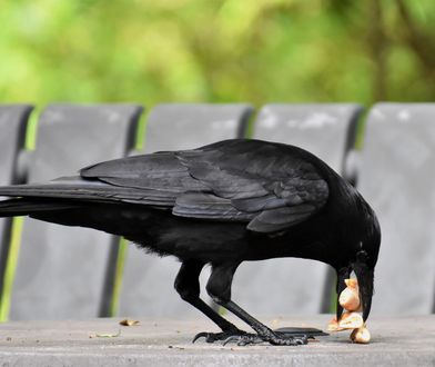 Agresywne wrony w Warszawie. Szarpią włosy, chciały "porwać" psa