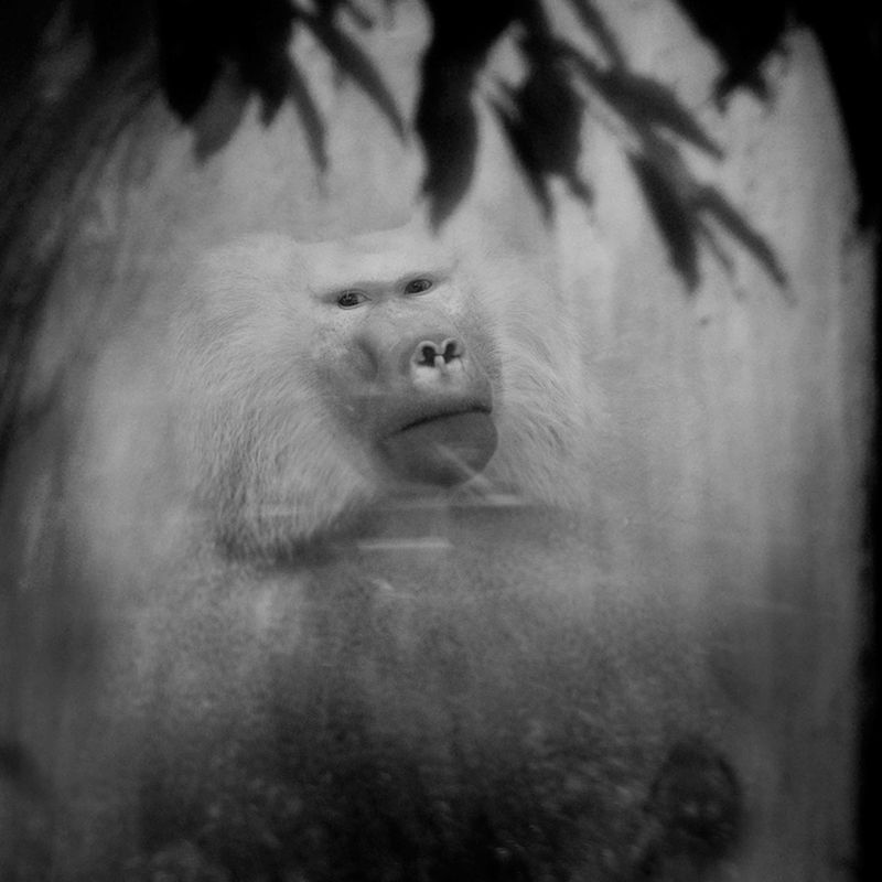 Przejmujące i pełne emocji portrety małp zamkniętych w ogrodach zoologicznych 3