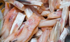 Te ryby nie są najlepszym wyborem. Lepiej wiedzieć o tym przed zakupem