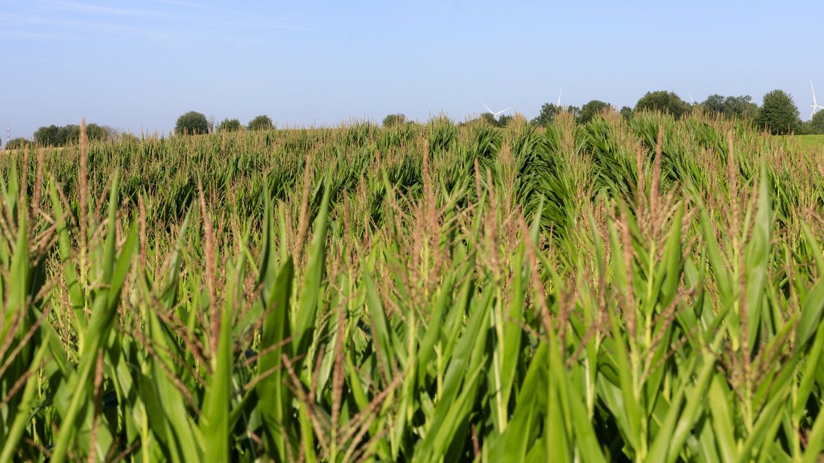 Minister rolnictwa Robert Telus zapowiedział zmiany w systemie wsparcia rolników