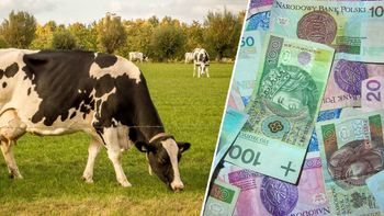 Ceny skupu mleka spadają. Czarne prognozy mówią o stawkach poniżej 2 zł za litr