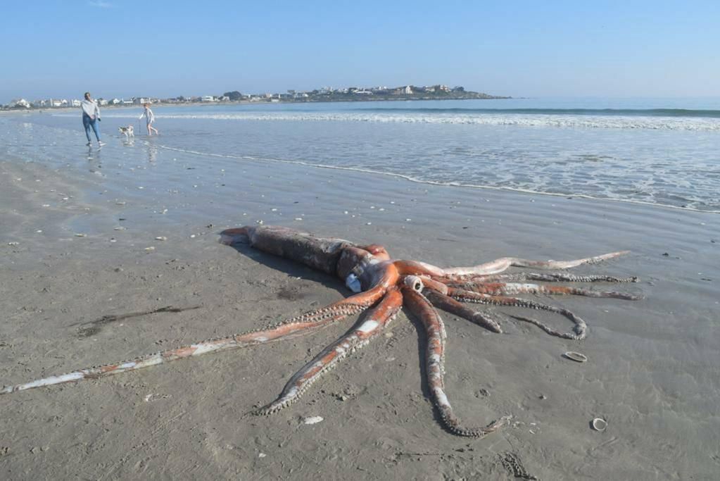 300-kilogramowa kałamarnica olbrzymia na plaży. Niecodzienne odkrycie w Afryce