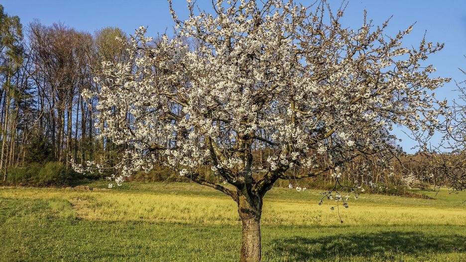 Kwitnąca wiśnia to oznaka, że wiosna zadomowiła się w naszym kraju na dobre