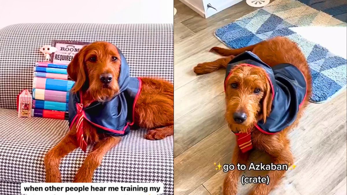 Tego psa chciałby mieć sam Harry Potter 