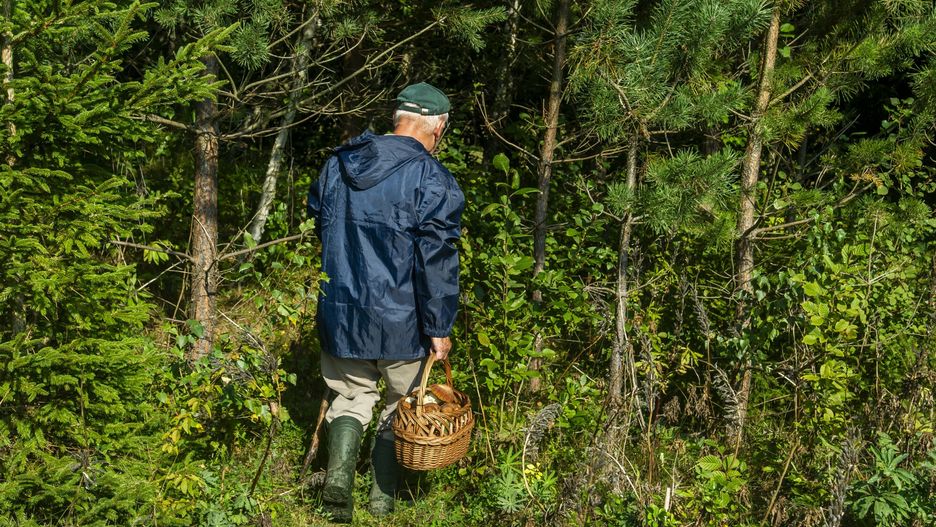 Pierwsze grzyby pojawiają się w lasach