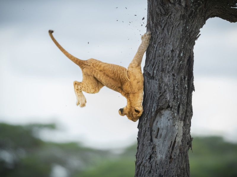 "Not so cat-like reflexes"