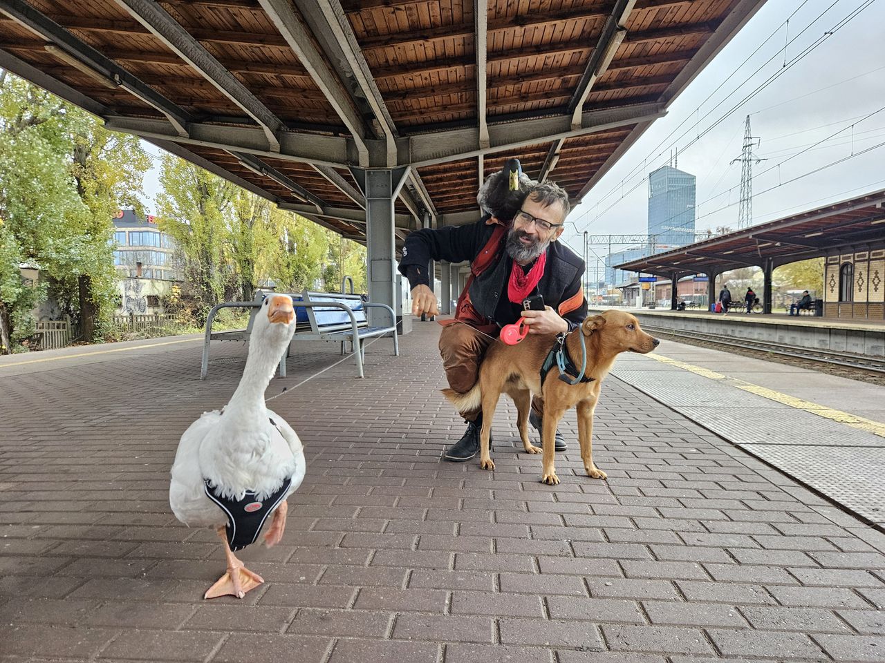 O gęsi, która jeździła koleją. W najlepszym towarzystwie!