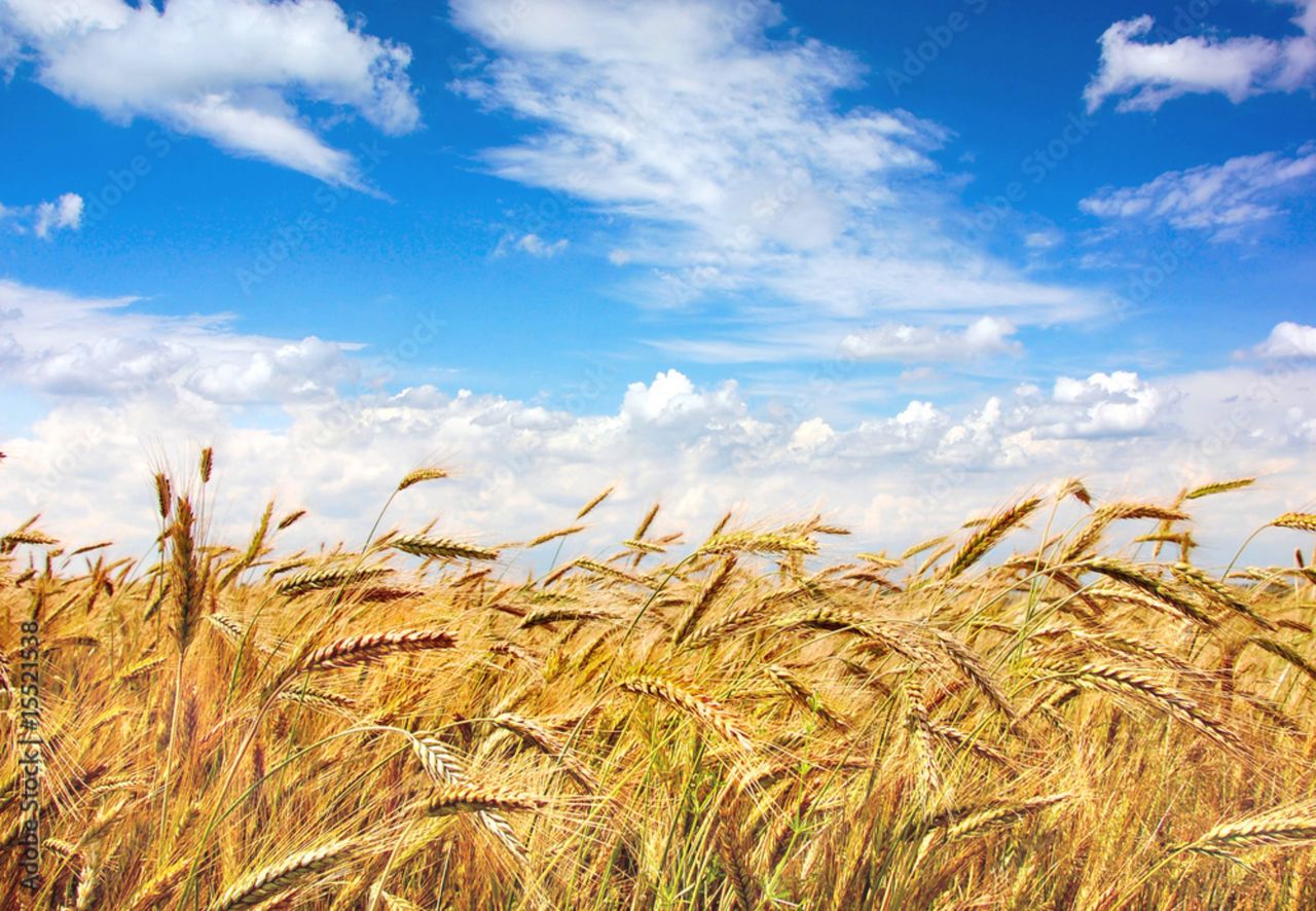Raport FAO. Ceny zbóż na świecie najniższe od pięciu lat