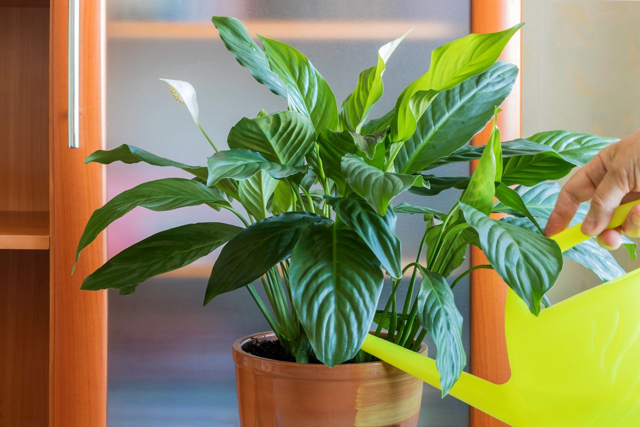 Zakop w doniczce ze skrzydłokwiatem, a szybko wypuści mnóstwo kwiatów