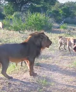 Głodne hieny kontra lew. Niezwykły moment uchwycony na safari