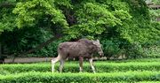 Łoś w warszawskim parku. Interweniował ekopatrol Straży Miejskiej