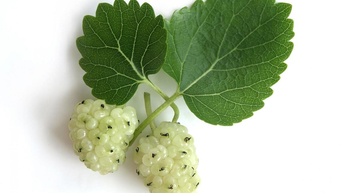 Morwa biała to roślina, która od wieków wykorzystywana jest w medycynie ludowej. Wszystko za sprawą jej licznych właściwości zdrowotnych. 