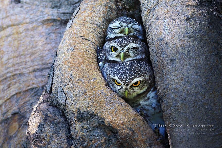 Cudowne życie sów uchwycone na fotografiach Sasi Smith 1