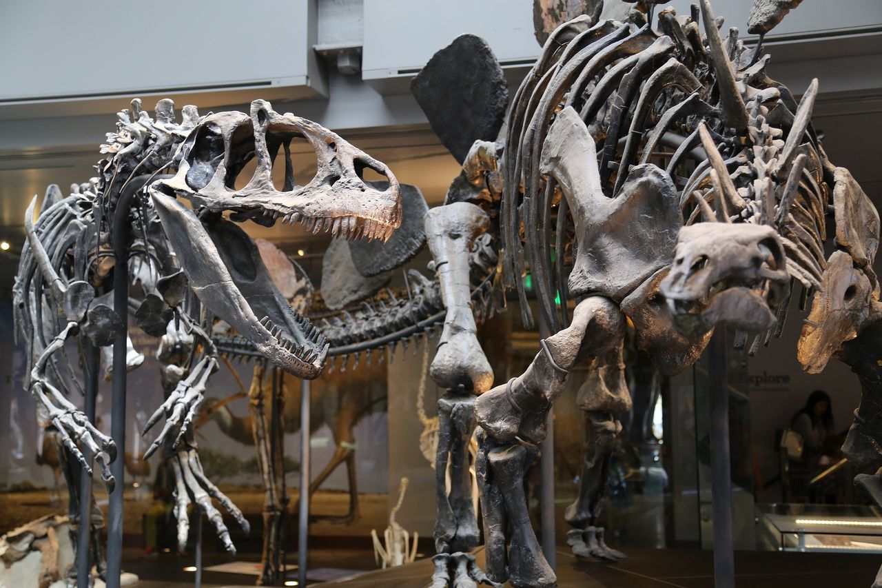 Szczątki dinozaurów znalezione w Afryce ujawniają zaskakujący fakt. Hydroazury pokonały oceany