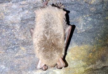 Zaczęło się w polskich jaskiniach. "Nie budź ich"