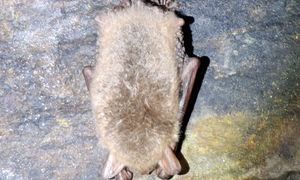 Zaczęło się w polskich jaskiniach. "Nie budź ich"