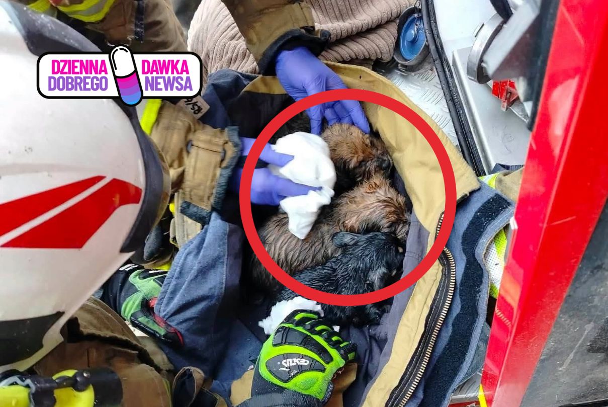 Przeszukiwali dom po pożarze i nagle taki widok. Schowały się pod łóżkiem