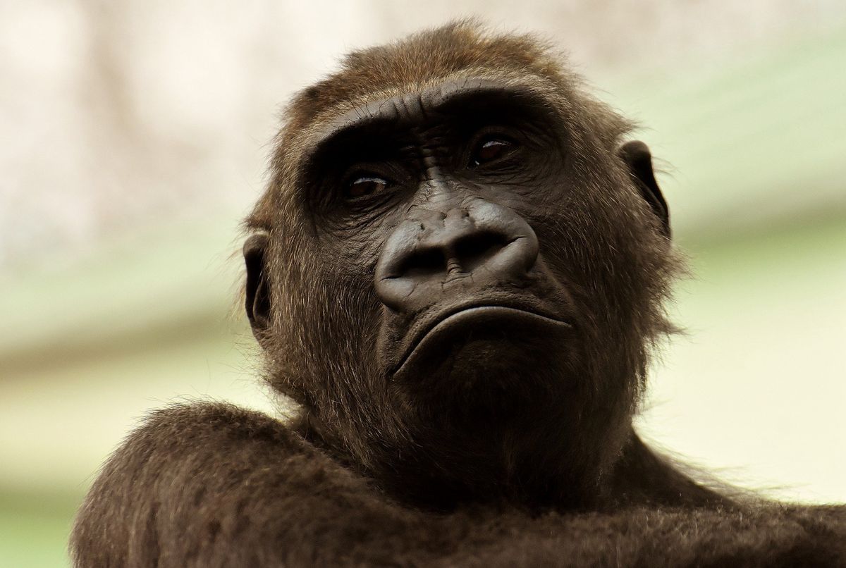 CNN: goryle mogą zarażać się koronawirusem od ludzi