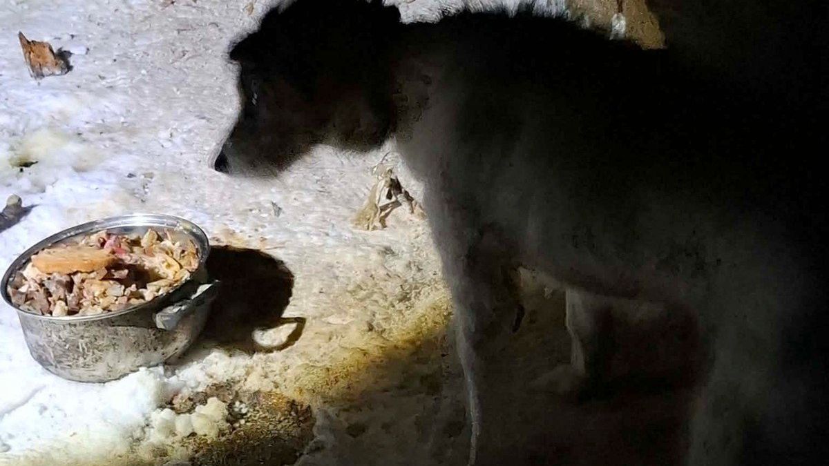 Policjanci z Bartoszyc i Piszu zatrzymali osoby maltretujące psy