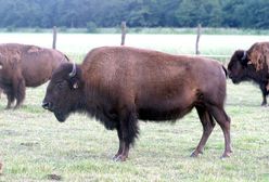 Szukali bizona prawie rok. Były obawy, że skrzyżuje się z żubrem