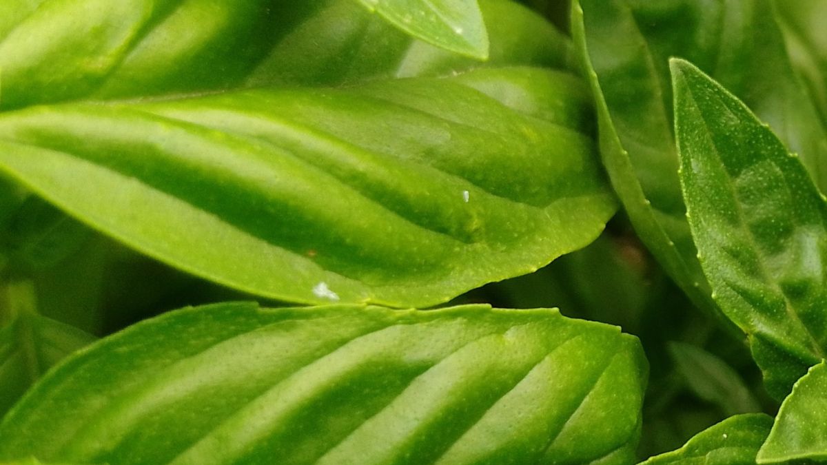 Bazylia to jedna z najzdrowszych przypraw