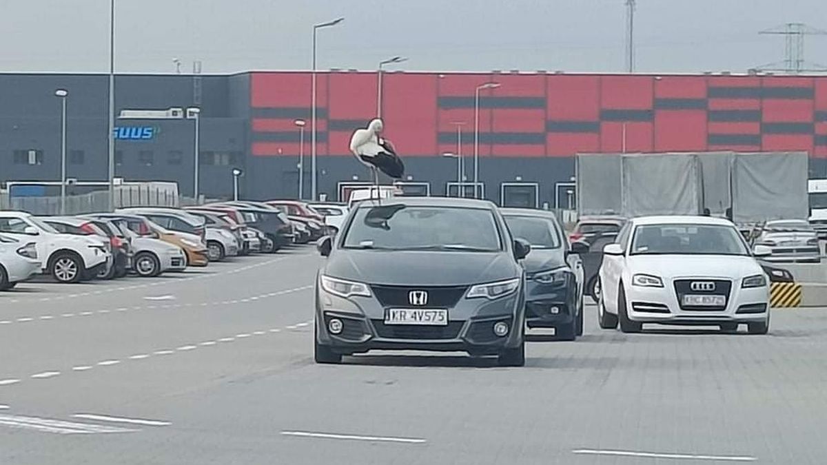 Bocian chodził po samochodach w centrum handlowym