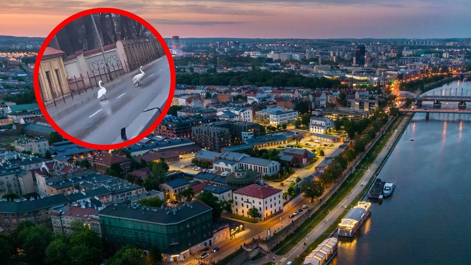 Taki widok w wielkim mieście nie zdarza się często 
