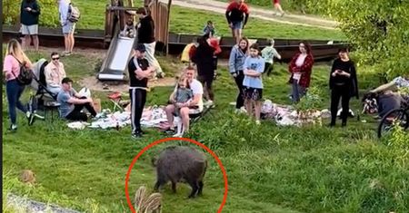 Dziki "wprosiły się" na piknik. Niewiarygodne, co zrobił ojciec dziecka