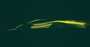 Pierwszy nowy lotus od ponad dekady będzie supersamochodem na prąd