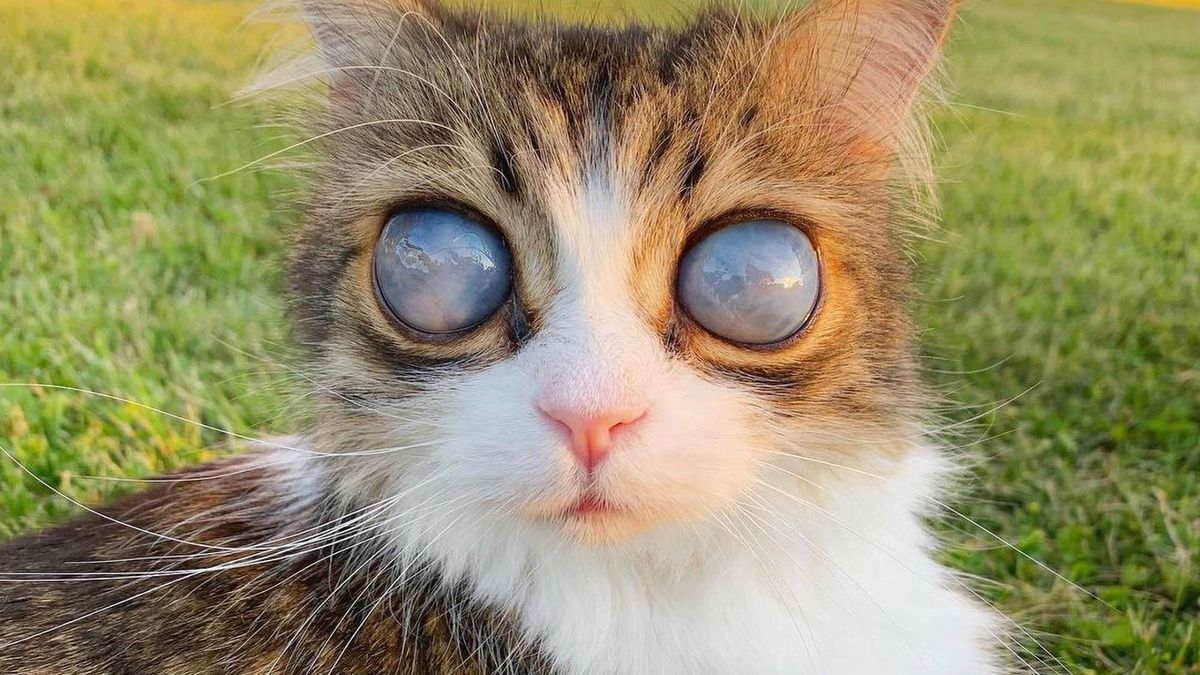 Kot Pico jest niewidomy