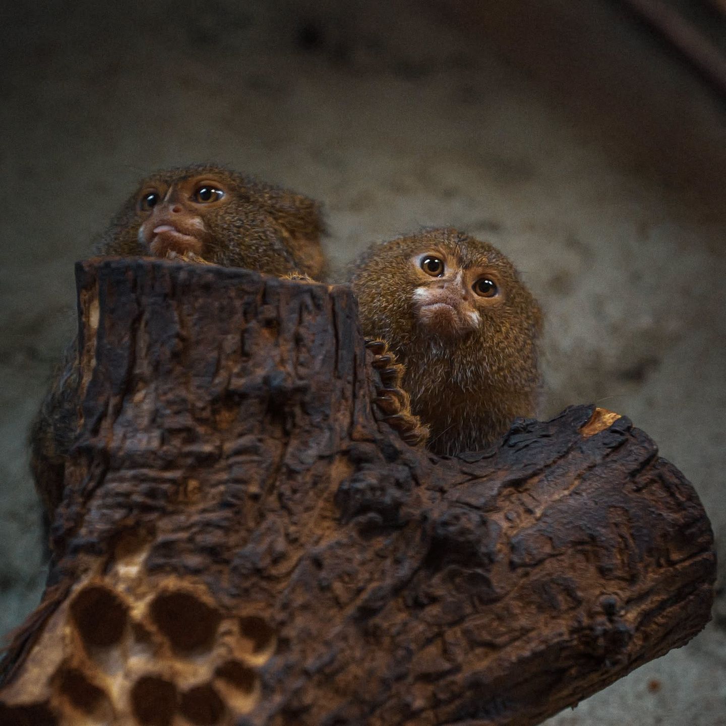 Nowi lokatorzy w płockim ZOO