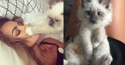 Natalia Siwiec dostała rasowego kota na Gwiazdkę (ZDJĘCIA)